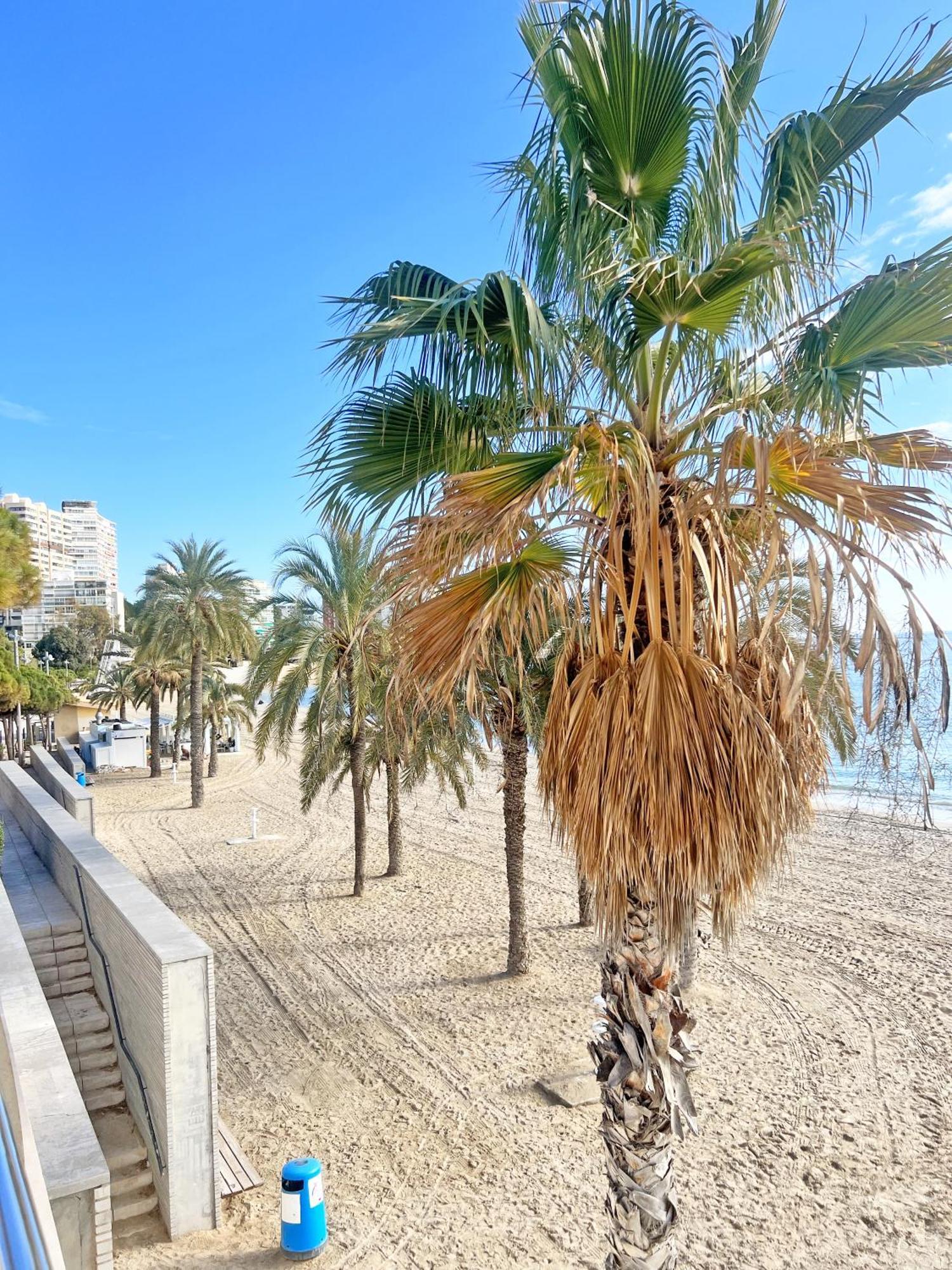 דירות אליקאנטה A 100M De La Playa. 2 Hab. A/C מראה חיצוני תמונה